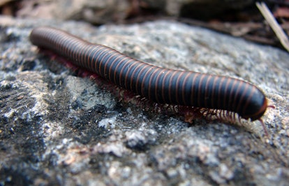 Millipede on a rock