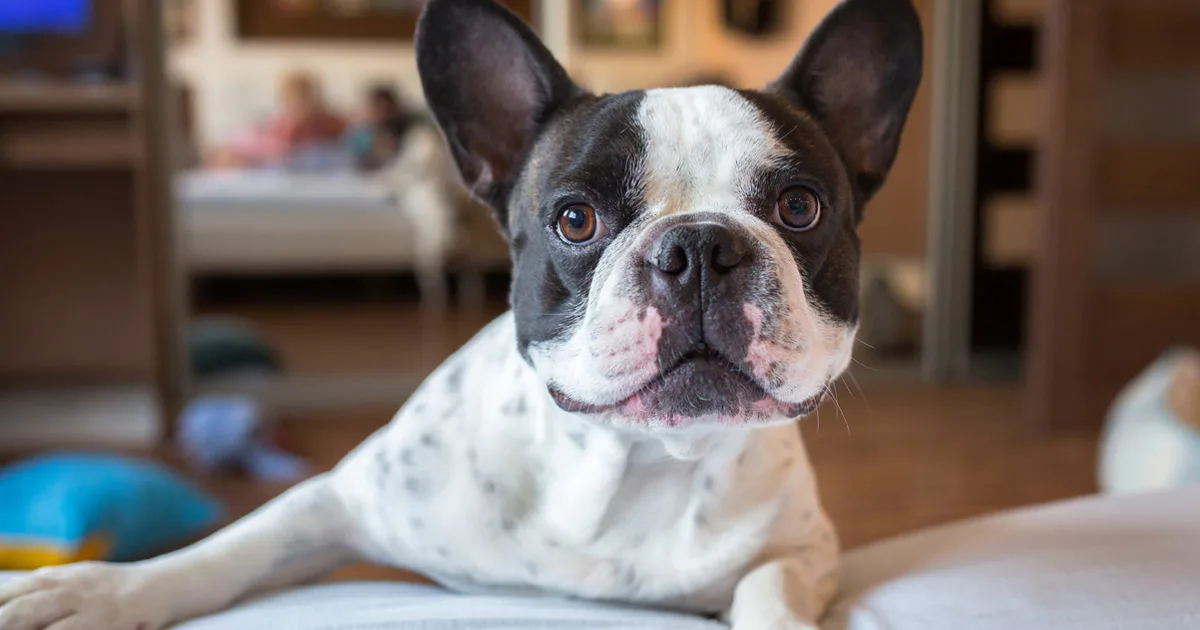 Why Dogs Watch People Have Sex According To Science why-dogs-watch-people-have-sex-according-to-science