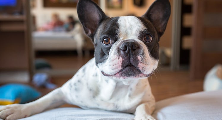 A white and black dog stares toward the camera.
