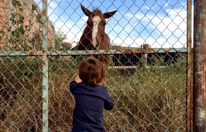 A kid looking at a brown horse