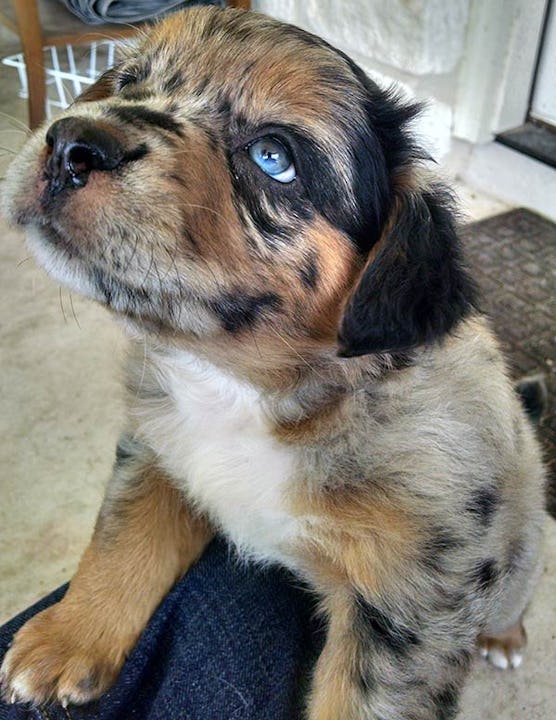 A baby dog with blue eyes