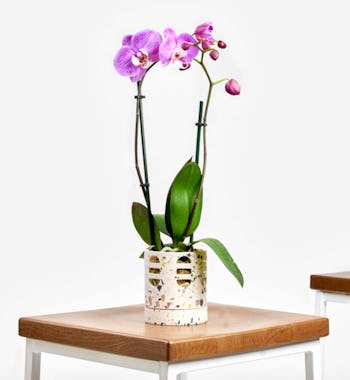 Orchid Phalaenopsis