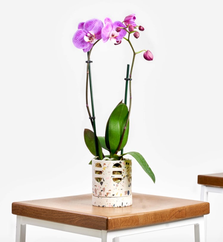 Orchid Phalaenopsis