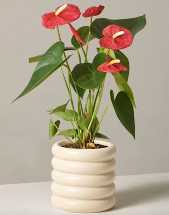 Red Anthurium Mother's Day Flowers