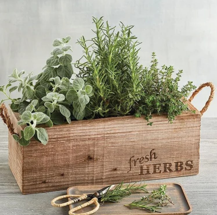 Herb Garden Mother's Day Gift Set