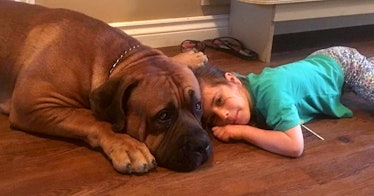Boerboel, a loyal family dog lying on the floor together with a young boy