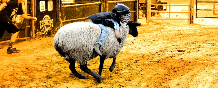 A boy riding a sheep during a mutton busting training