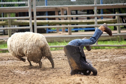 A mutton busting performer falling of a sheep