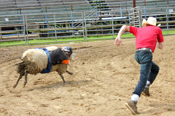 Mutton Ride How To Ride A Sheep