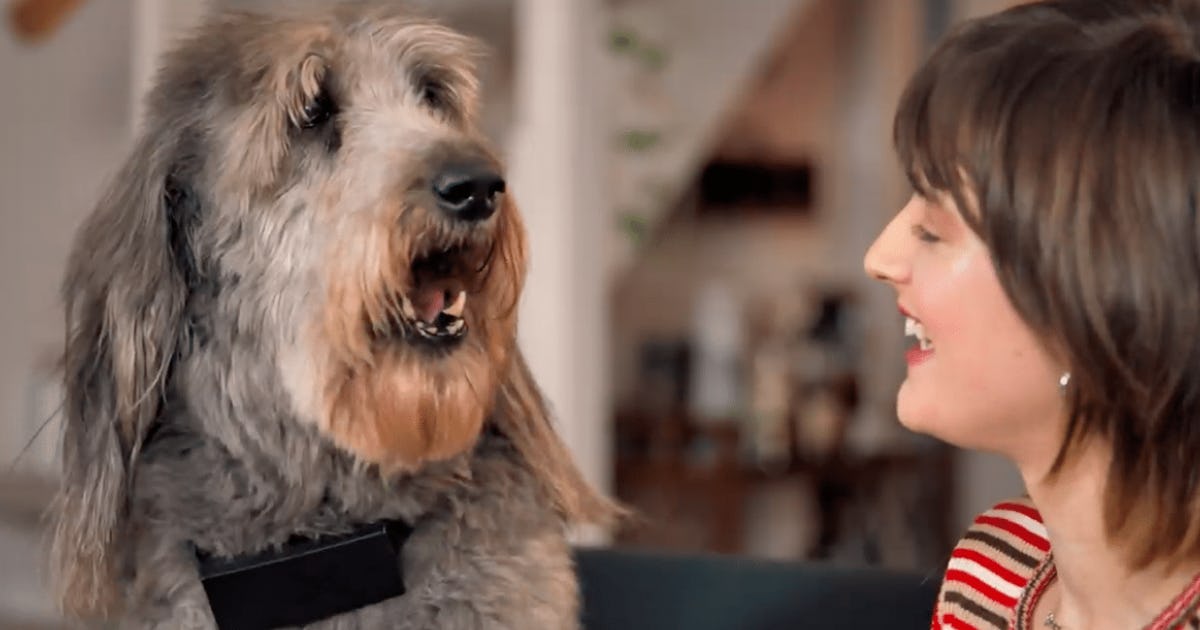 The cuss deals collar