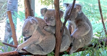 captured on a live zoo webcam - three koalas snuggle together on a tree branch
