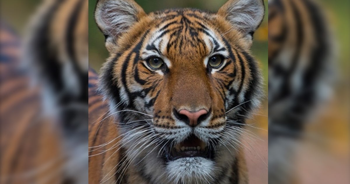 Case Of Tiger Coronavirus Found At The Bronx Zoo Should Humans Worry   Bronxzootiger Coronavirus Header 