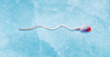 A frozen spermatozoid.