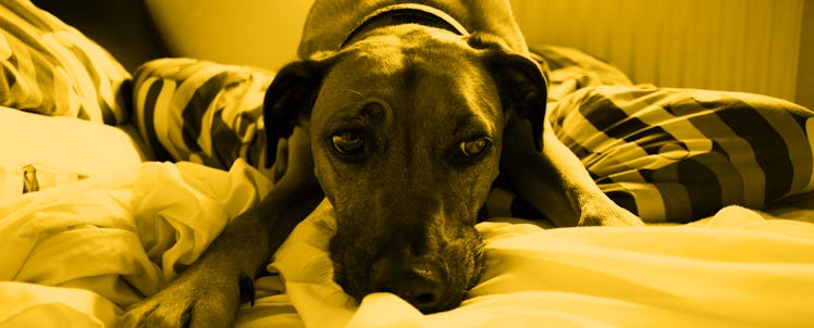 A dog lying down on a bed
