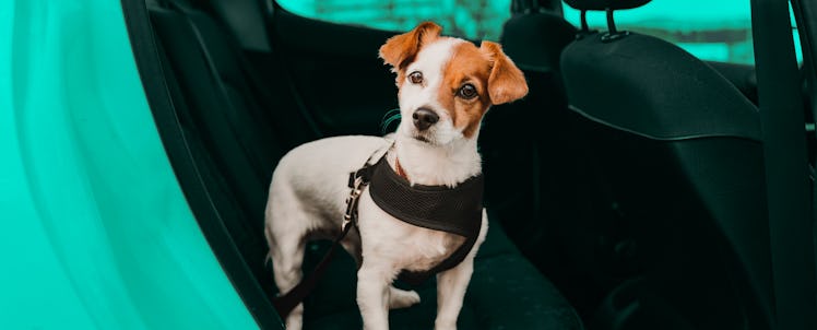 A dog in the back seat of a car wearing a harness