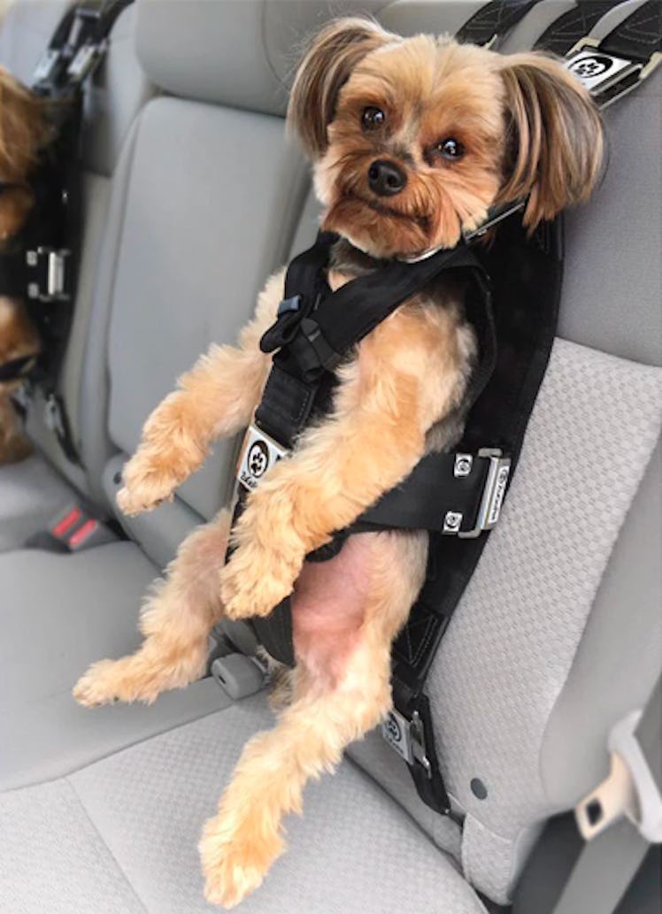 ZugoPet Rocketeer Pack