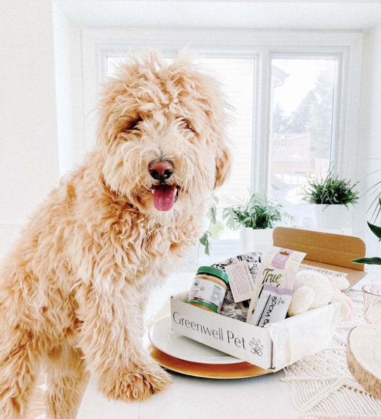 Greenwell Pet Dog Subscription Box