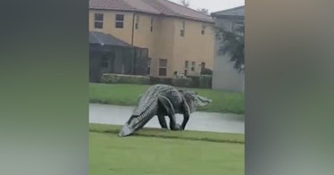 Massive alligator walks on golf course in Tampa