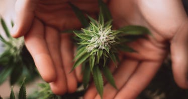 A person holds a weed plant in their hands.