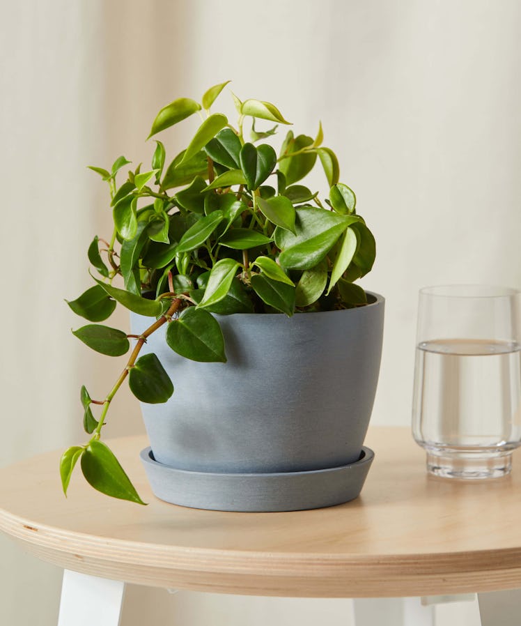 Peperomia Piper Potted Plant by Bloomscape