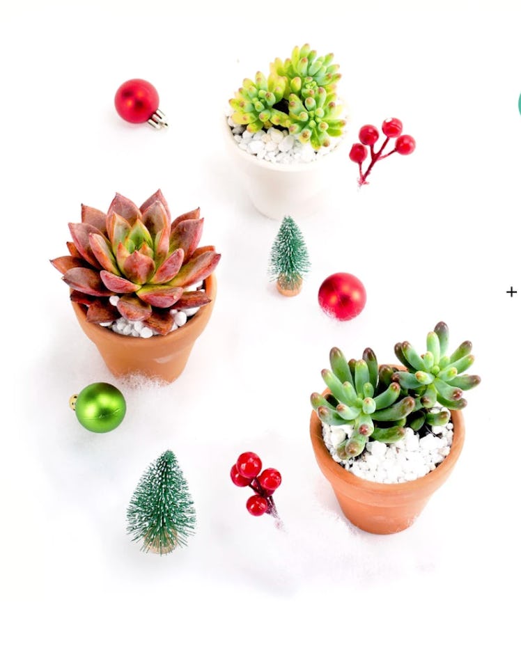 Succulents Box Monthly Subscription Box