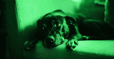 A black lab lays down with a green photo edit.