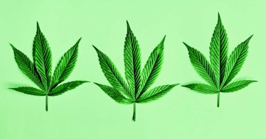3 leafs from the marijuana plant featured against a light green background.