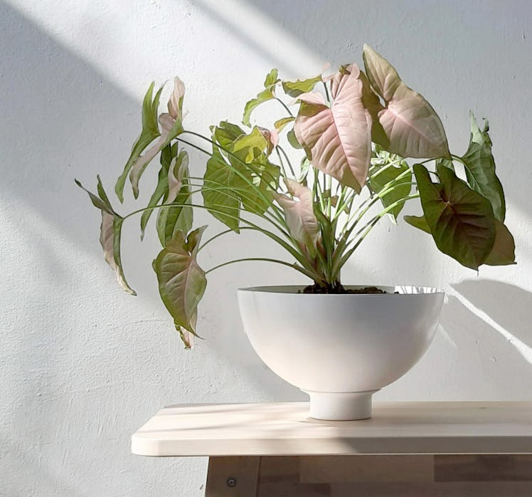 Self Watering Round Planter by Loop Living