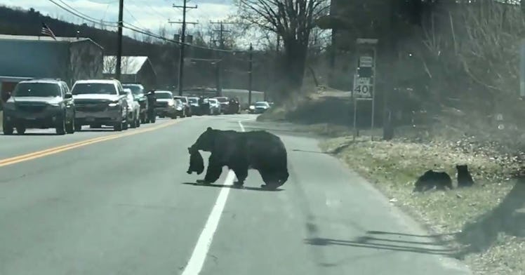 A bear tries to get her cubs across the street in one piece