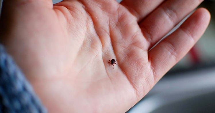 A hand, flat, holds a tick