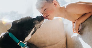 a black and white dog in a turquoise collar licks a boy's face