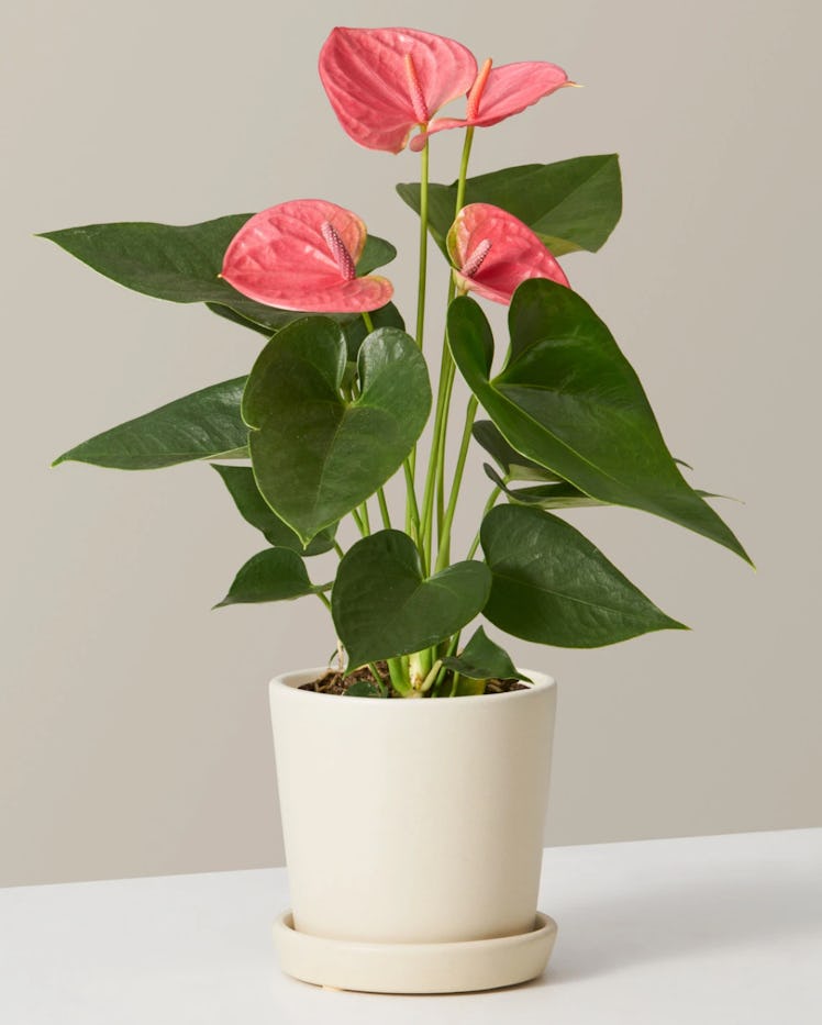 Pink Anthurium Plant Delivery by the Sill