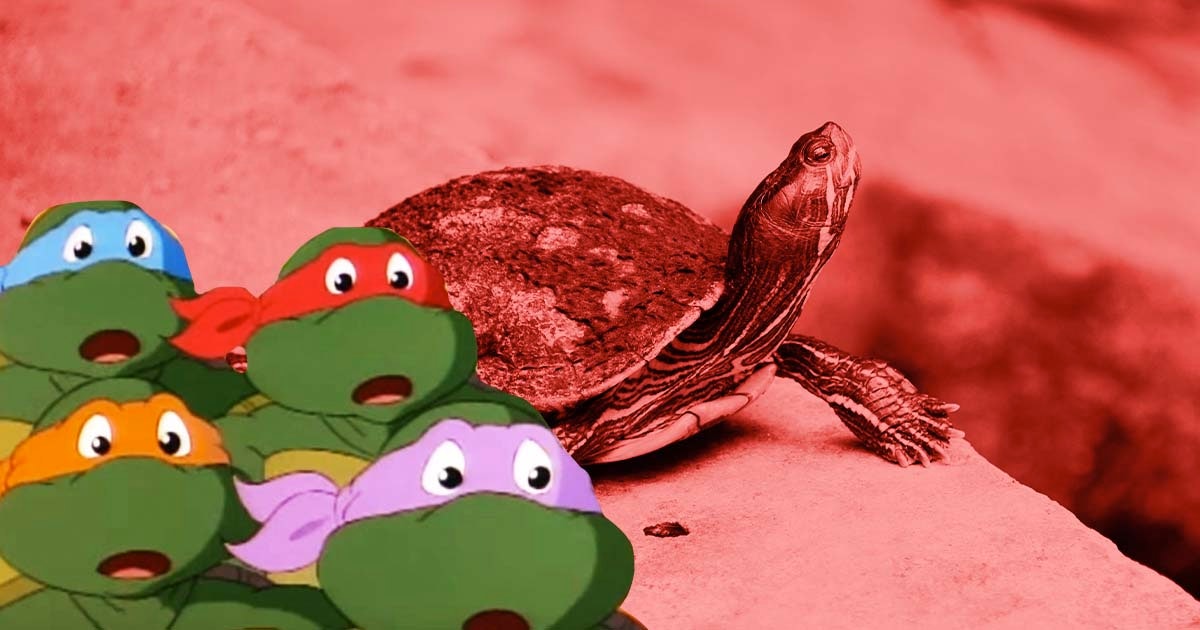 Negative Ecological ofthe Teenage Mutant Ninja Turtle Pet Adoption Boom
