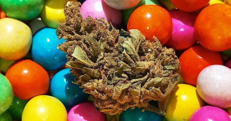 Colorful gumballs with a nugget of marijuana on top