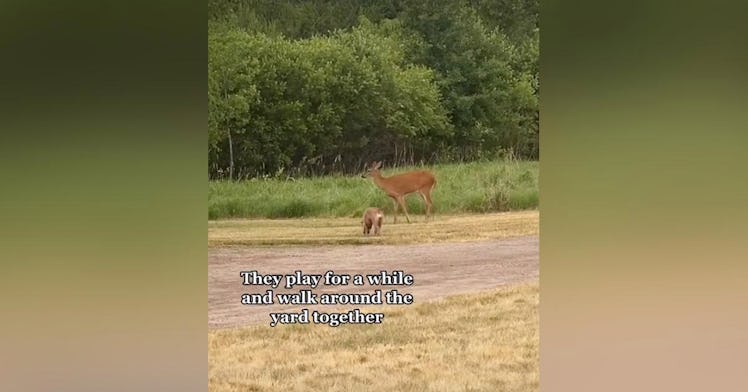 A pitbull and a deer become best friends in a viral TikTok