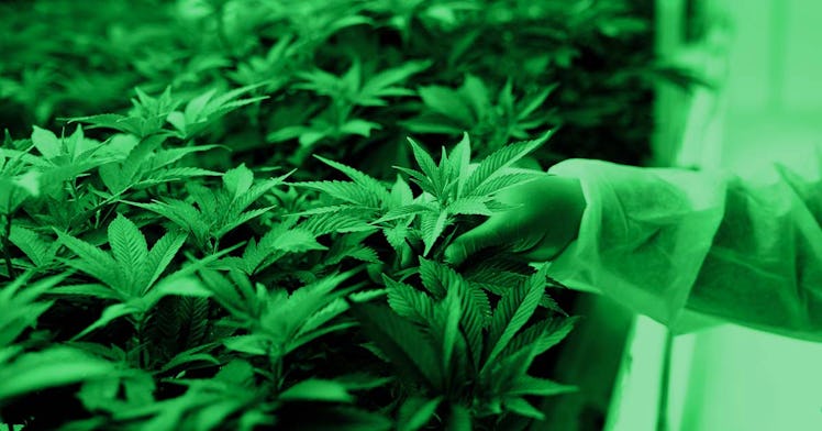 New dad harvesting cannabis in a greenhouse