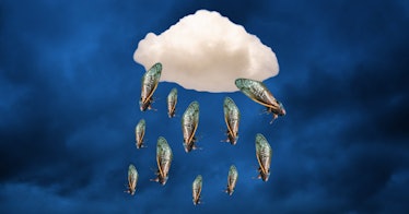 A cloud with cicada carcasses raining