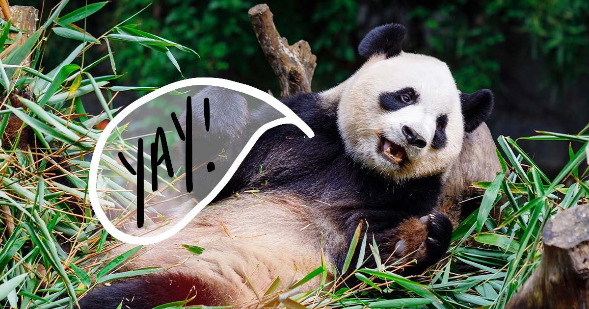 Giant Pandas Are No Longer Endangered, Chinese Experts Say