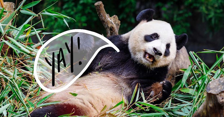 Giant panda lays down in some grass