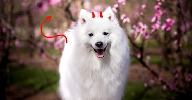 a white fluffy dog with animated red devil horns and tail