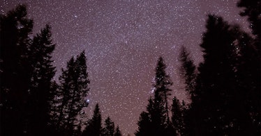 Some trees in the darkness with a bright, starry sky behind