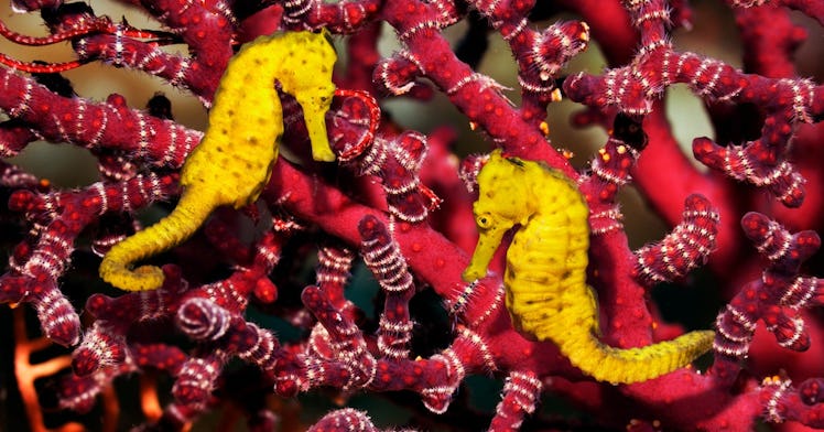 Two sea horses near coral.