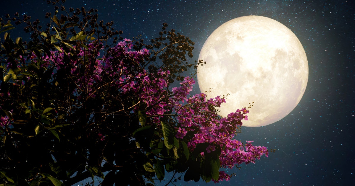Pink Moon in What Apri'sl Full Moon Is Called, and It's Happening April 16