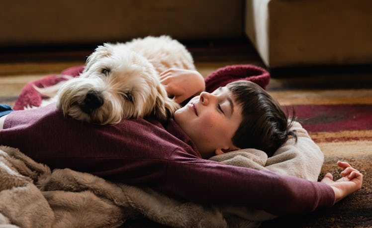 A kid sleeping on the floor wrapped in a burgundy blanket and a small white Maltese dog lying on its...