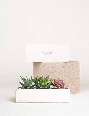 Live Succulent Plant Garden Centerpiece with I Love You Gift Box