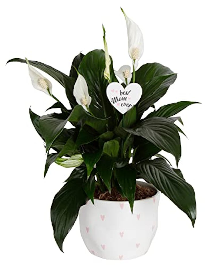 Costa Farms Flowering Peace Lily Live Indoor Plant