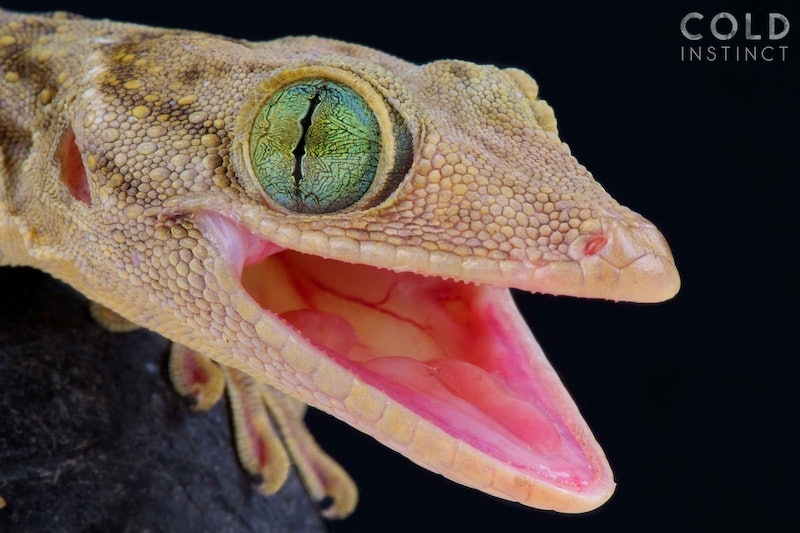 Scary and Fascinating Photos of Cold-Blooded Reptiles and Amphibians
