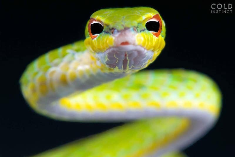 Scary and Fascinating Photos of Cold-Blooded Reptiles and
