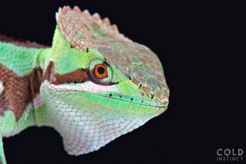 Scary And Fascinating Photos Of Cold-Blooded Reptiles And Amphibians