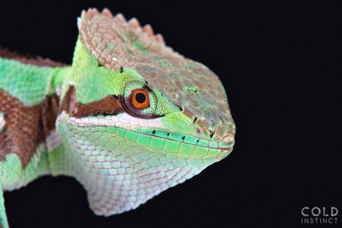 Scary and Fascinating Photos of Cold-Blooded Reptiles and Amphibians